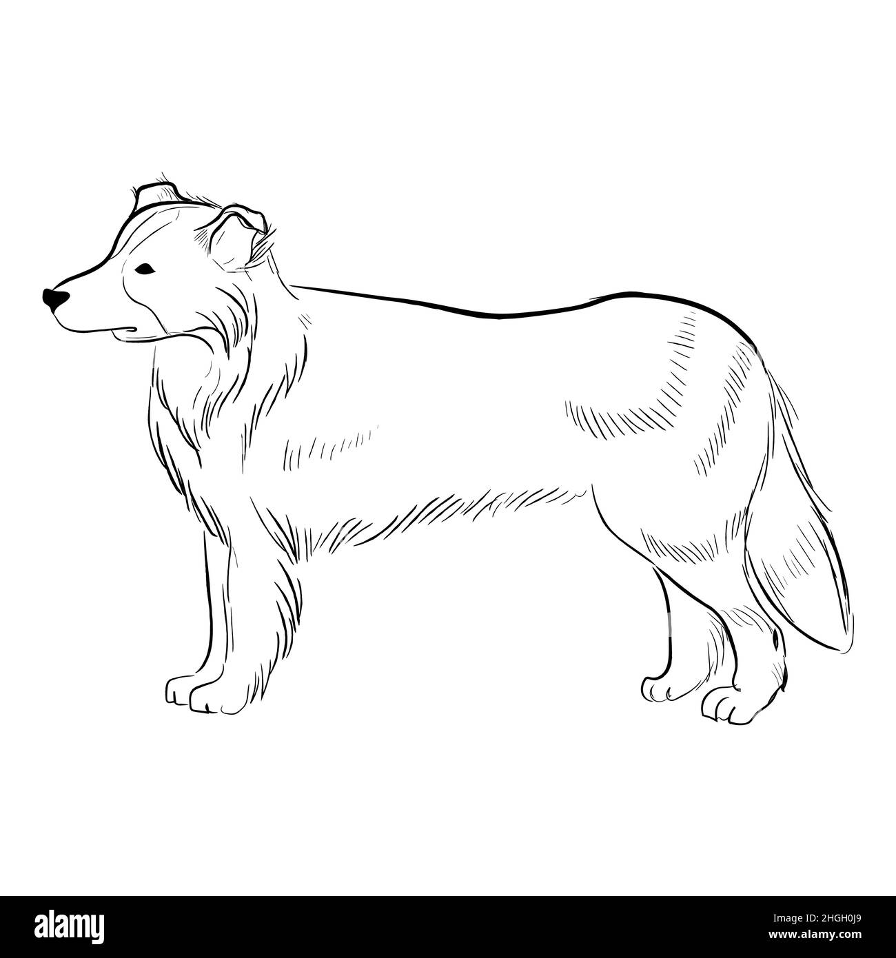 Dessin vectoriel de race de chien dessiné à la main. Illustration de Vecteur