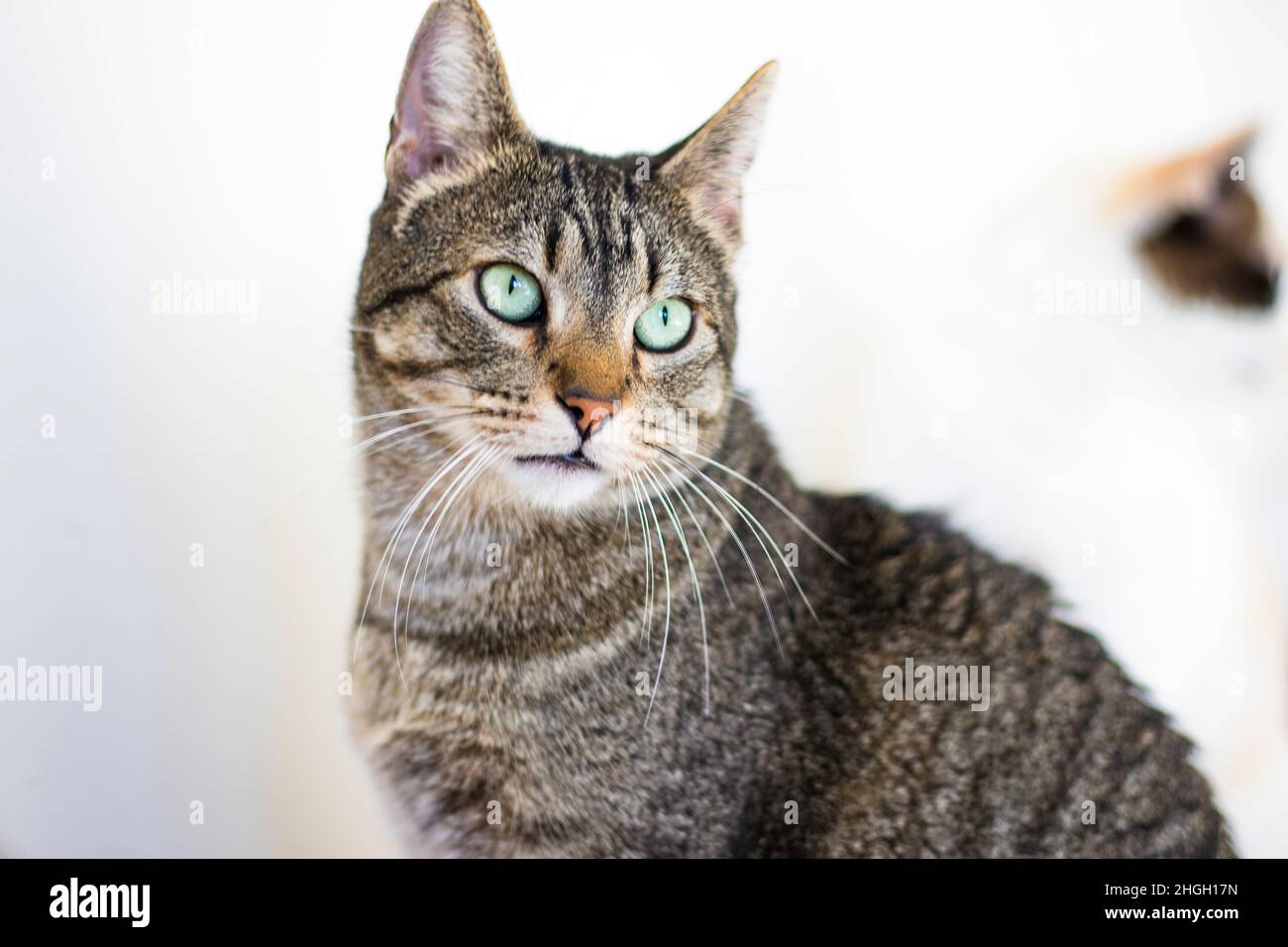 Chat posant pour une photo Banque D'Images