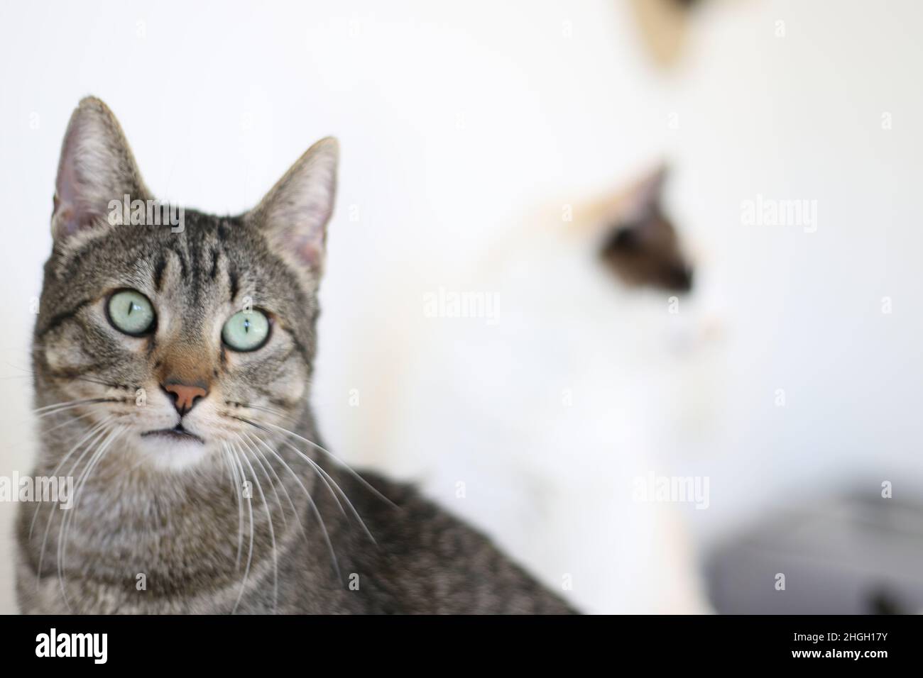 Chat posant pour une photo Banque D'Images