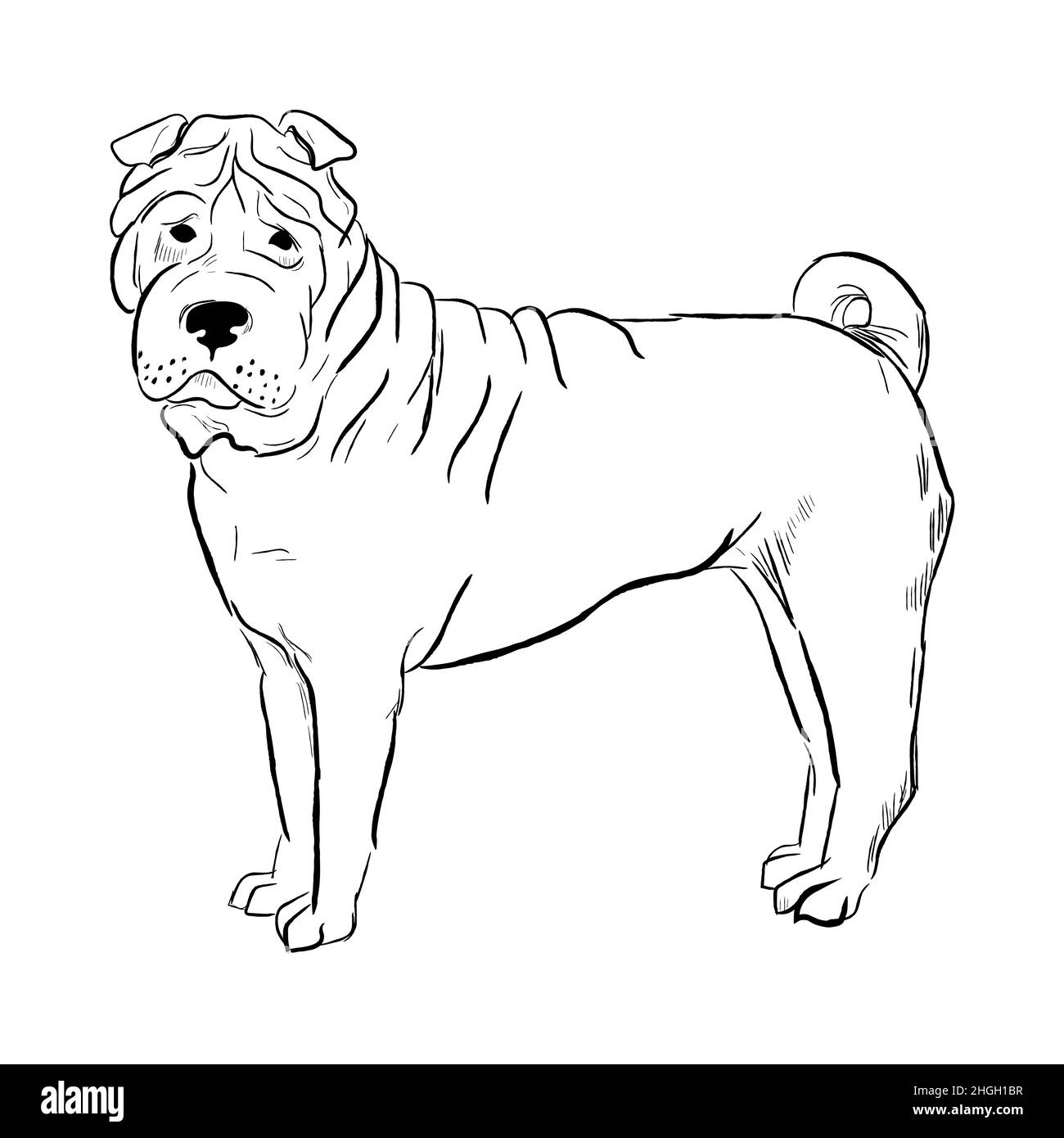 Dessin vectoriel de race de chien dessiné à la main. Illustration de Vecteur