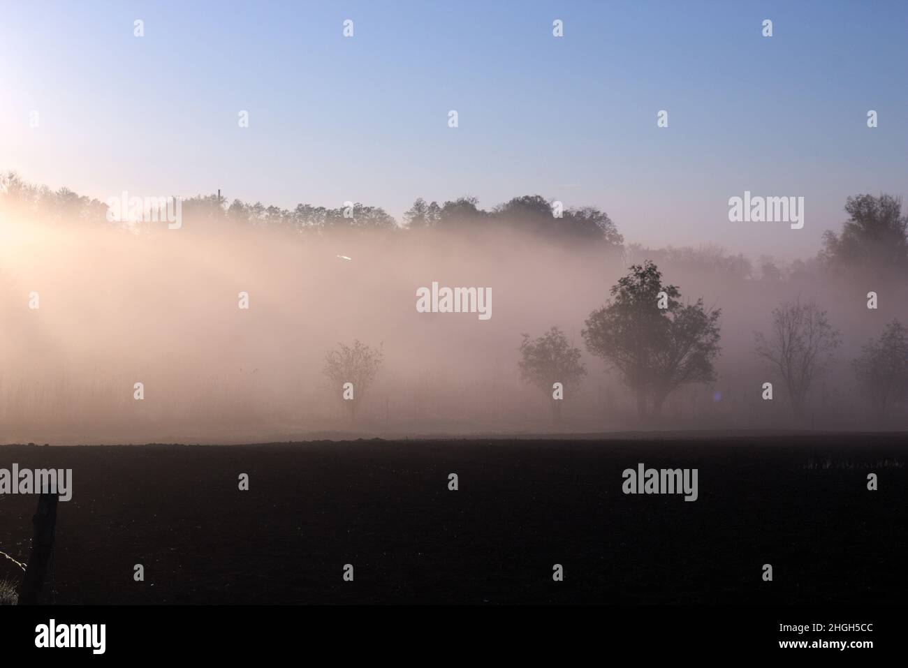 Brouillard sur le lac au lever du soleil. Lueurs de lumière du soleil sur les roseaux Banque D'Images