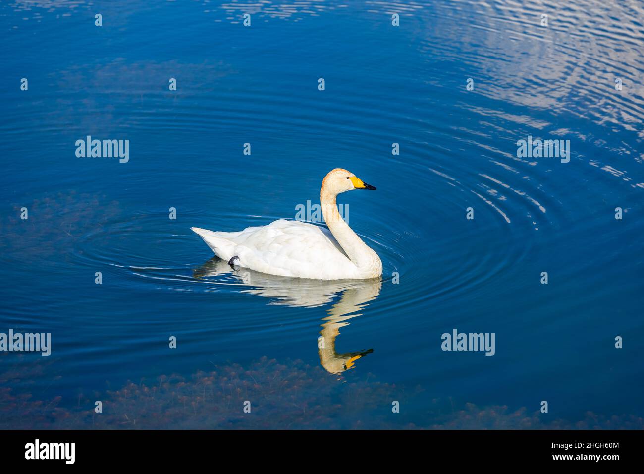 Un gros plan d'un cygne dans l'eau Banque de photographies et d’images ...