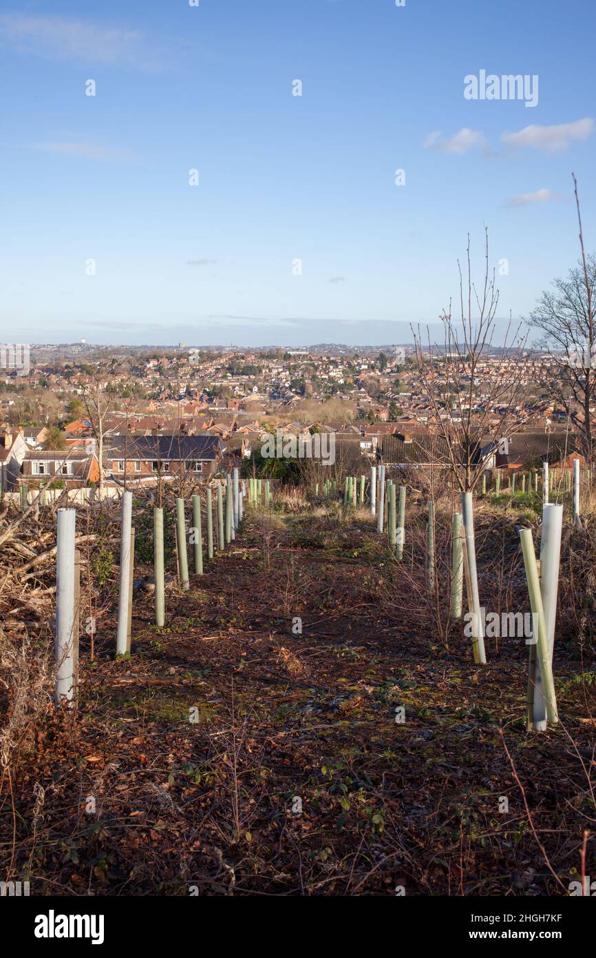 Plantation d'arbres dans une zone d'abattage à Ridge Hill Wood près de Kingswinford.South Staffordshire.Angleterre.ROYAUME-UNI Banque D'Images
