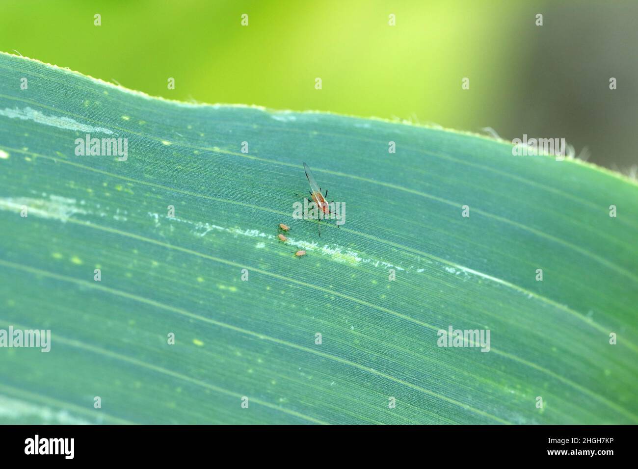 De minuscules pucerons, ailés et sans ailes, se forment sur les feuilles de maïs. Banque D'Images