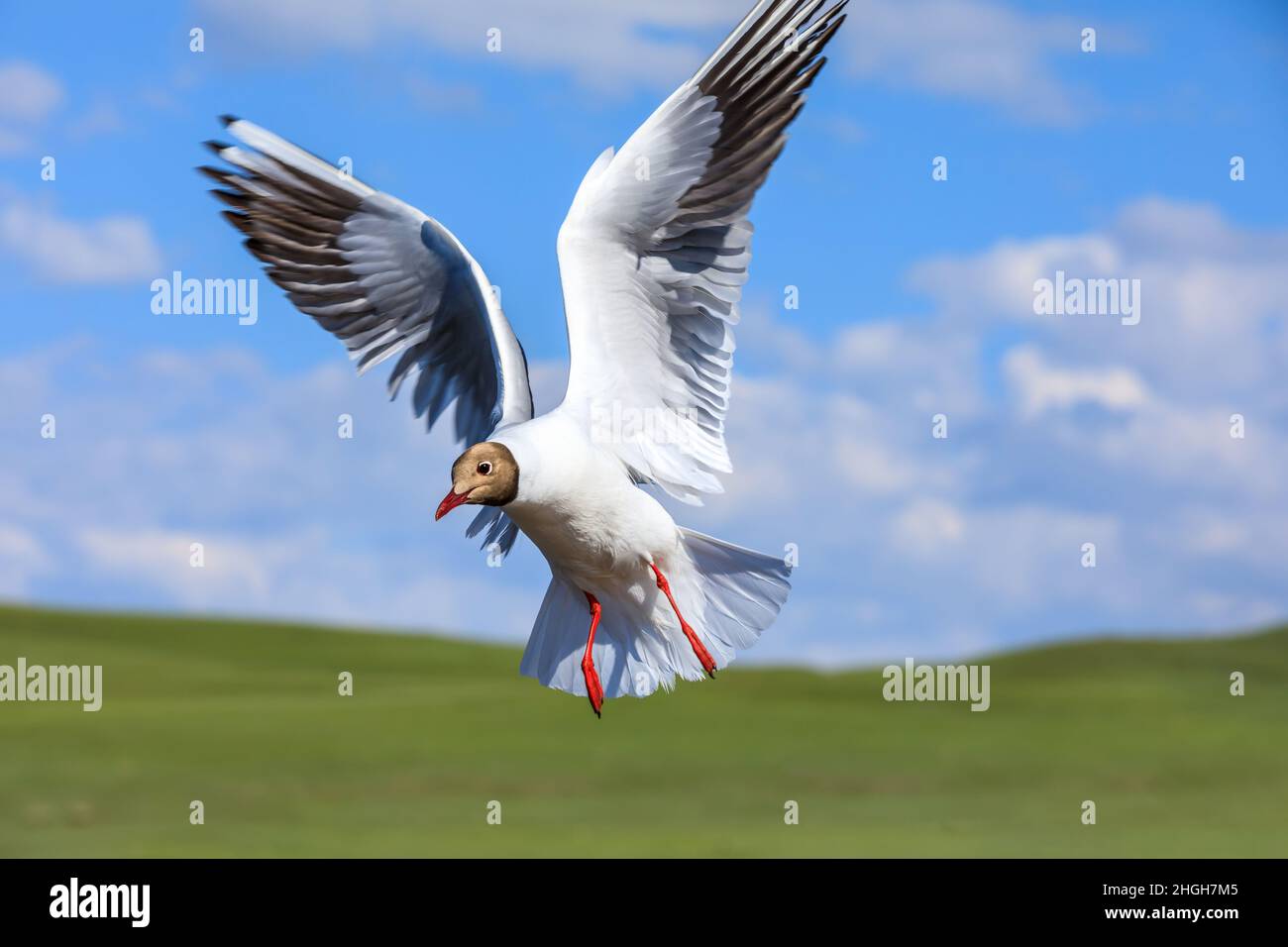 Un oiseau à tête noire vole.la posture gracieuse de l'oiseau en plein air. Banque D'Images