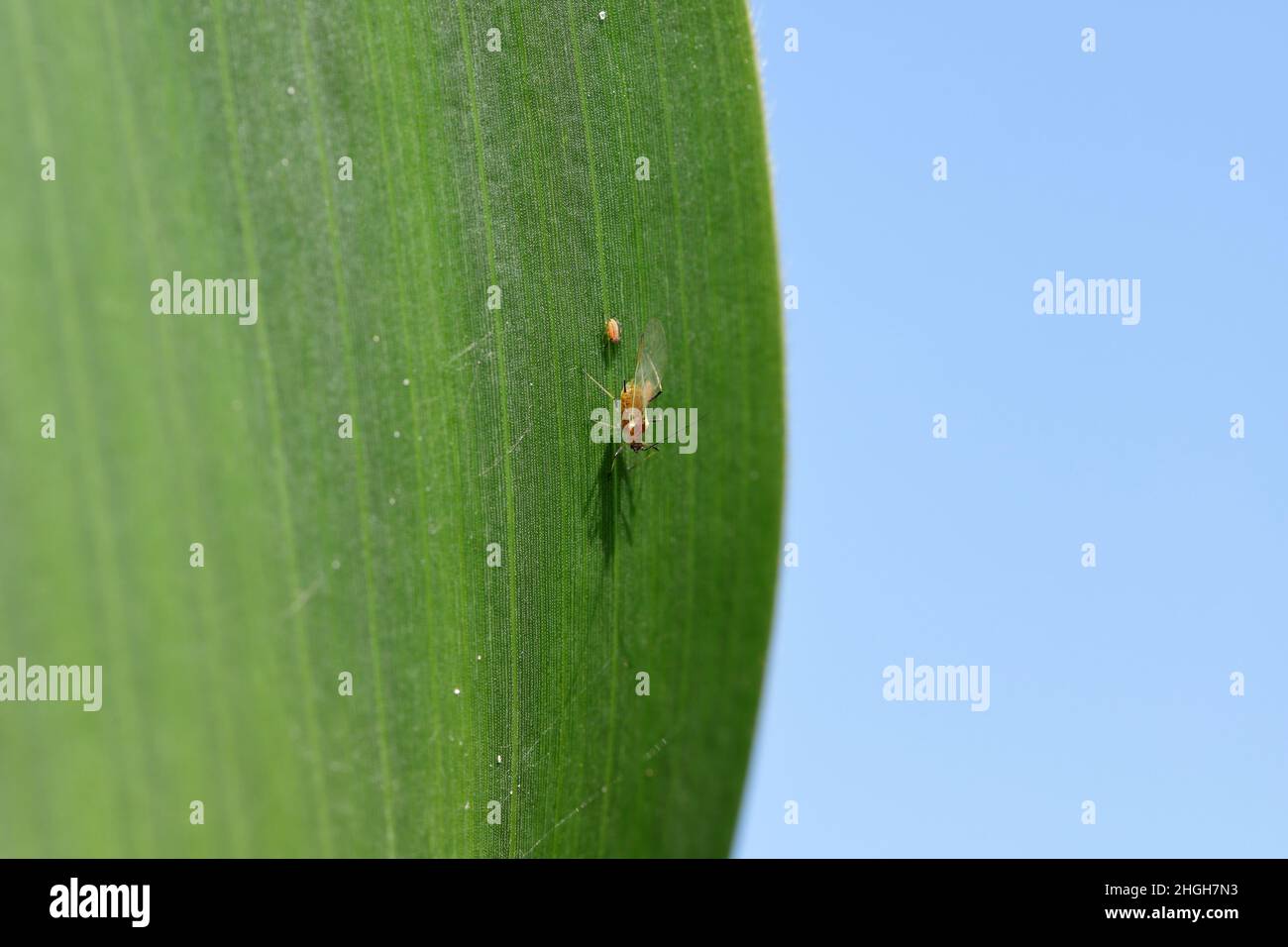 De minuscules pucerons, ailés et sans ailes, se forment sur les feuilles de maïs. Banque D'Images