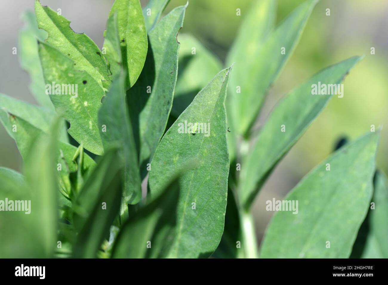 La larve de la petite cicadelle - Empoasca sur les feuilles de fèves.Ce sont des ravageurs des cultures qui sucent la sève des plantes. Banque D'Images