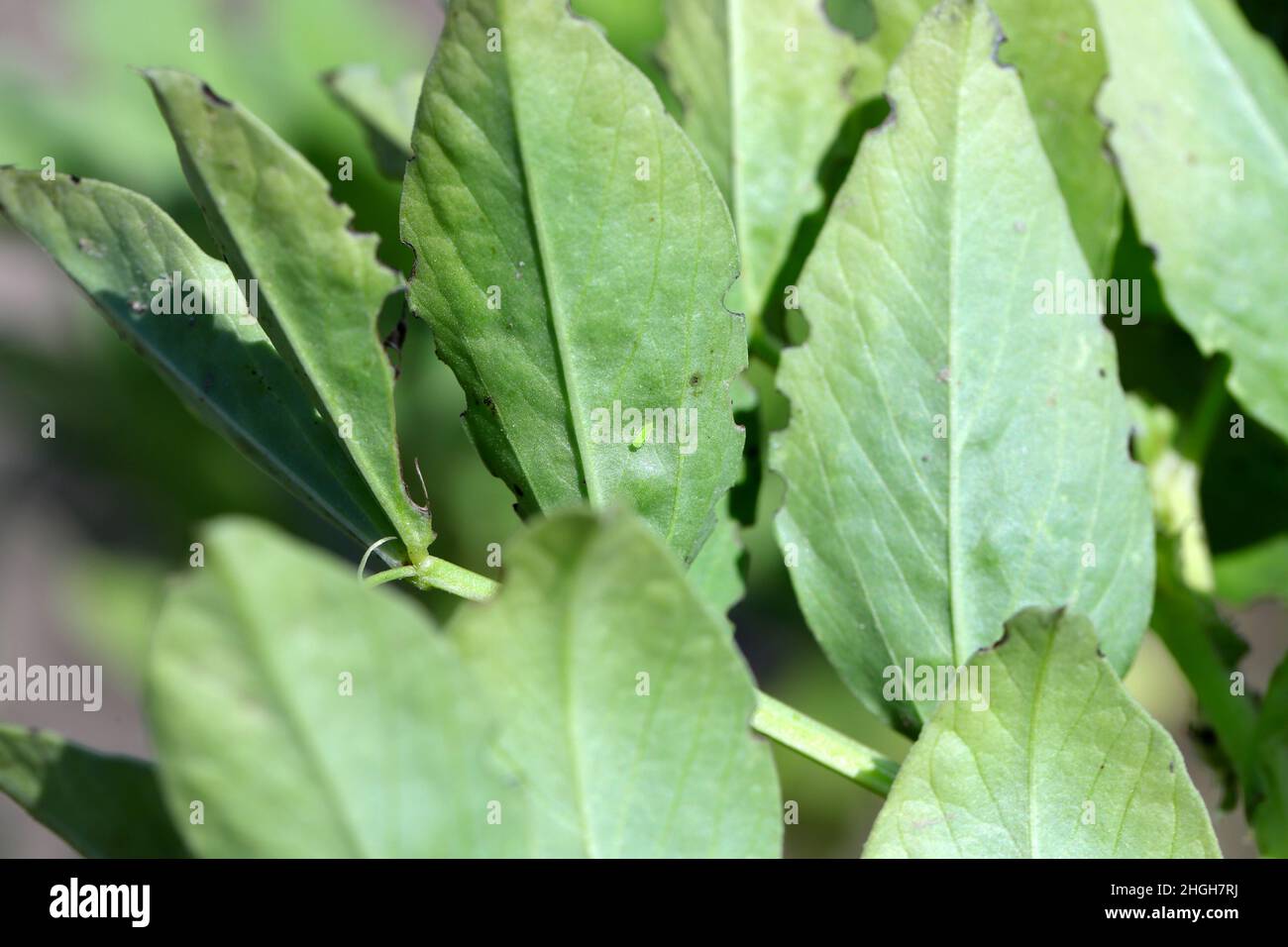 La larve de la petite cicadelle - Empoasca sur les feuilles de fèves.Ce sont des ravageurs des cultures qui sucent la sève des plantes. Banque D'Images