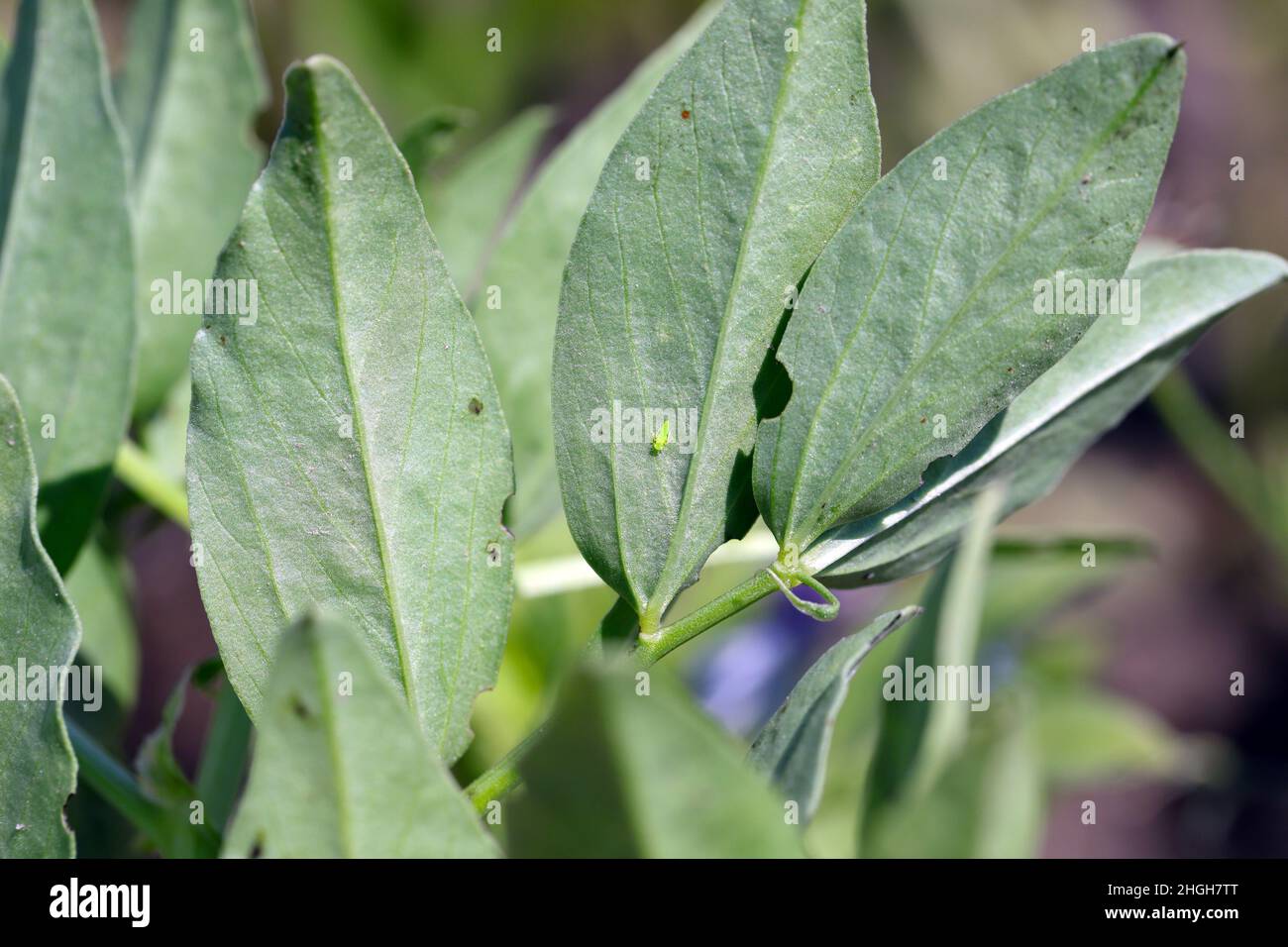La larve de la petite cicadelle - Empoasca sur les feuilles de fèves.Ce sont des ravageurs des cultures qui sucent la sève des plantes. Banque D'Images