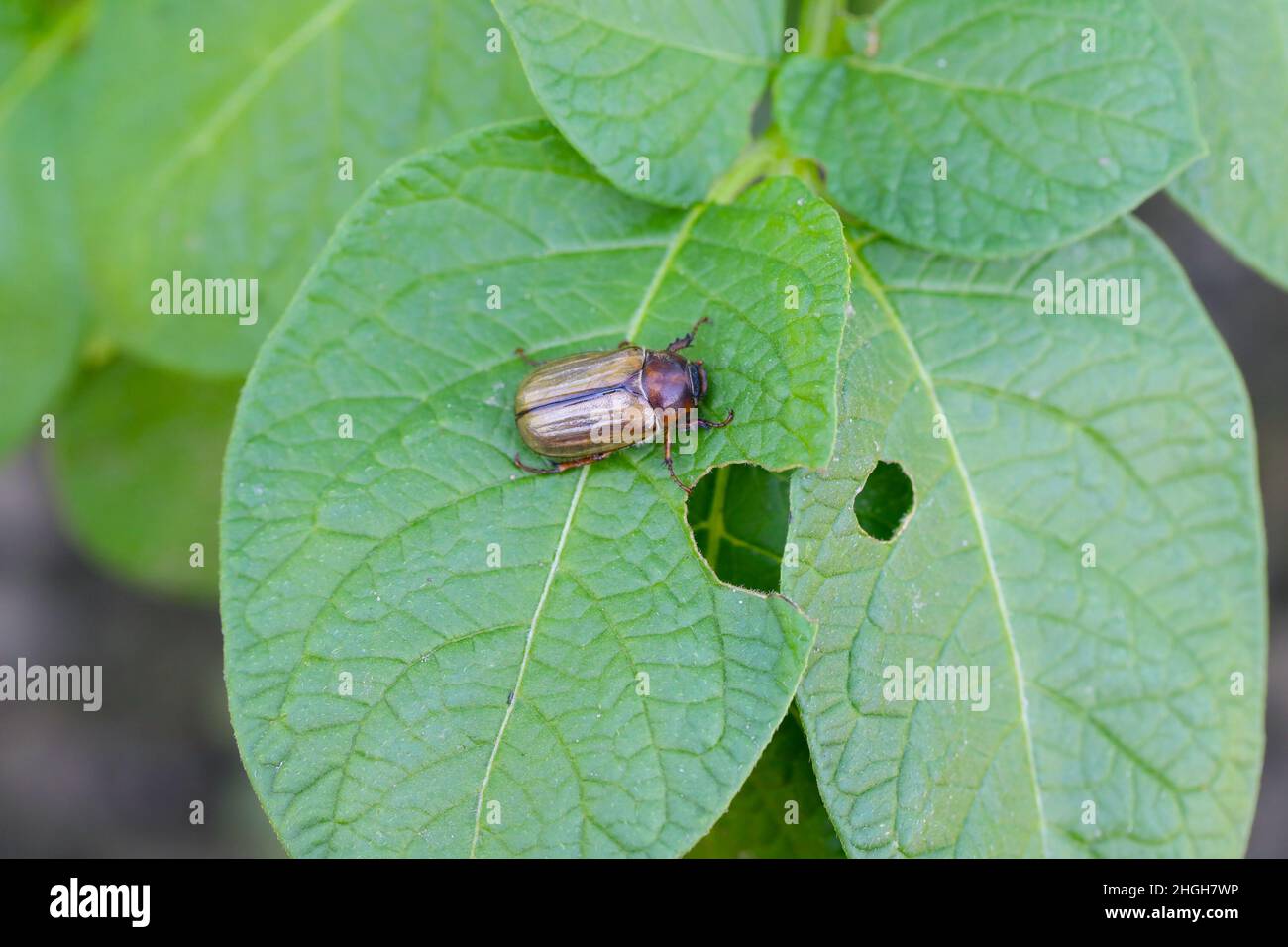 Insectes minuscules Banque de photographies et d’images à haute — free download