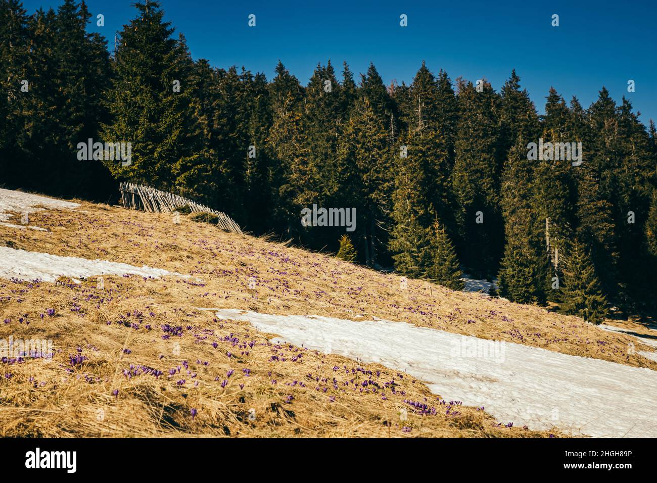 Prairie enneigée dans les montagnes, forêt de conifères, printemps Banque D'Images
