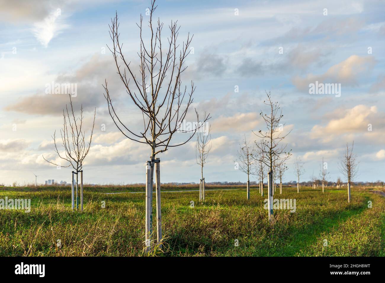 Plantation de jeunes arbres pour cultiver une nouvelle forêt dans un nouveau paysage naturel appelé de Nieuwe Driemanspuder, pays-Bas Banque D'Images