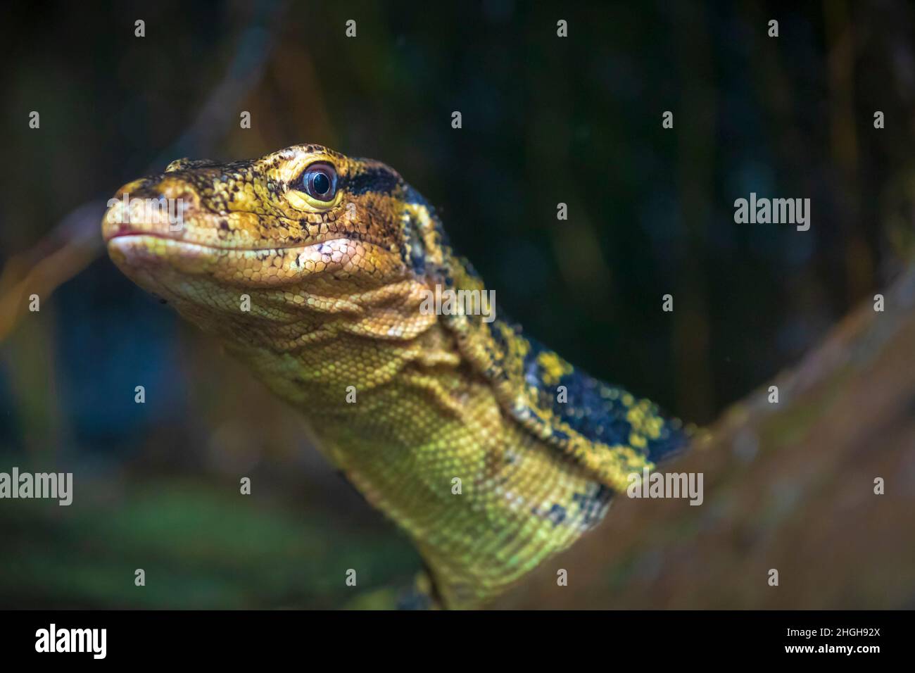 Gros plan d'un moniteur d'eau asiatique, Varanus salvator, au repos Banque D'Images