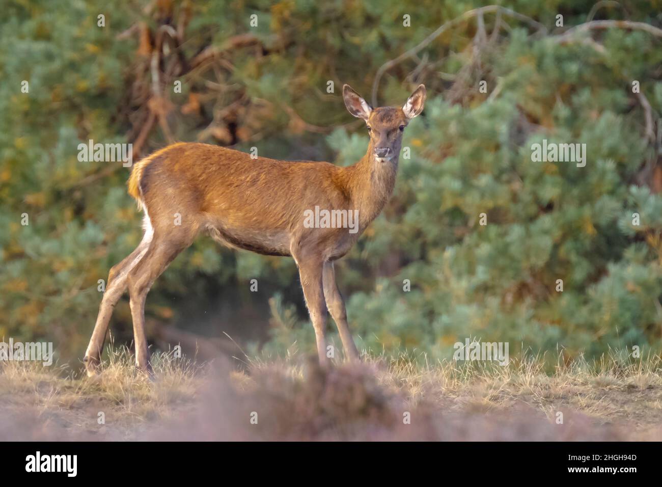 cervus elaphus, jeune cerf rouge, en automne. Le brouillard d'automne et les couleurs de la nature sont clairement visibles sur l'arrière-plan. Banque D'Images