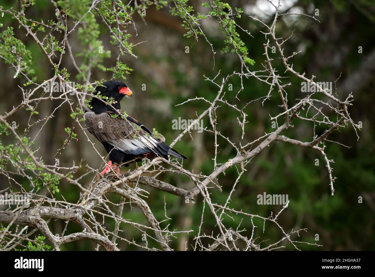 Bateleur - Terathopius ecaudatus, bel oiseau de proie coloré des buissons et des bois africains, collines de Taita, Kenya. Banque D'Images