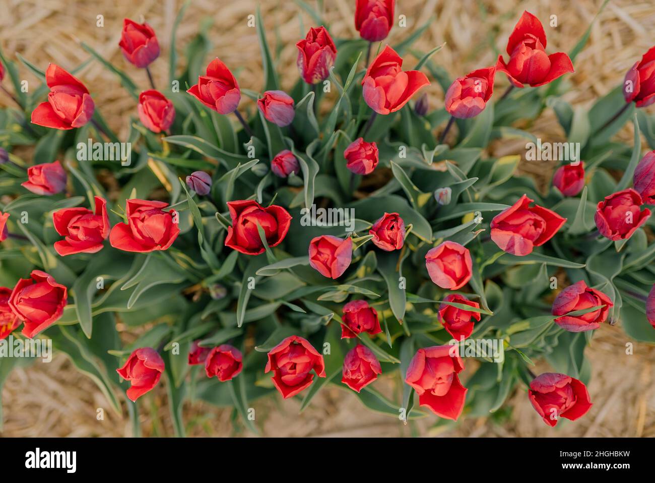 Belle fleur de tulipes rouges sur l'agriculture de campagne Banque D'Images