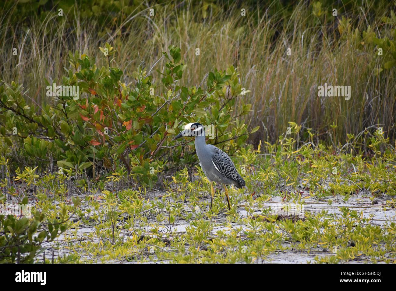 Heron de nuit à couronne jaune dans la réserve Robinson à Bradenton, FL avec ailes fermées Banque D'Images