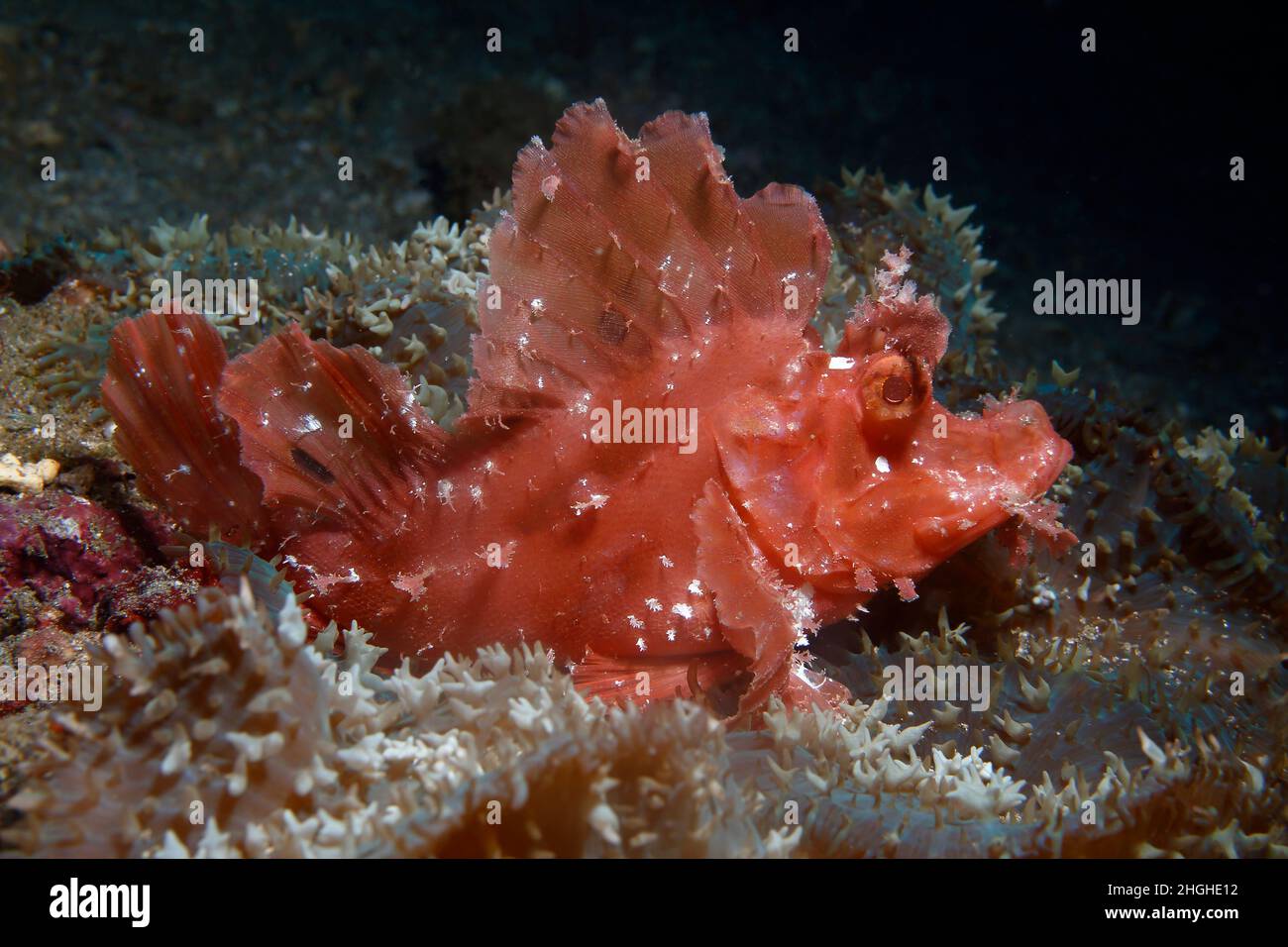Rhinopia Scorpion poisson , frondosa ou Eschmeyeri ,Philippines , Banque D'Images