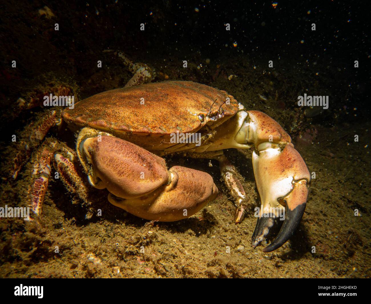 Une image rapprochée d'un pagurus du cancer, également connu sous le nom de crabe comestible ou crabe brun. Photo des îles météo, Suède Banque D'Images