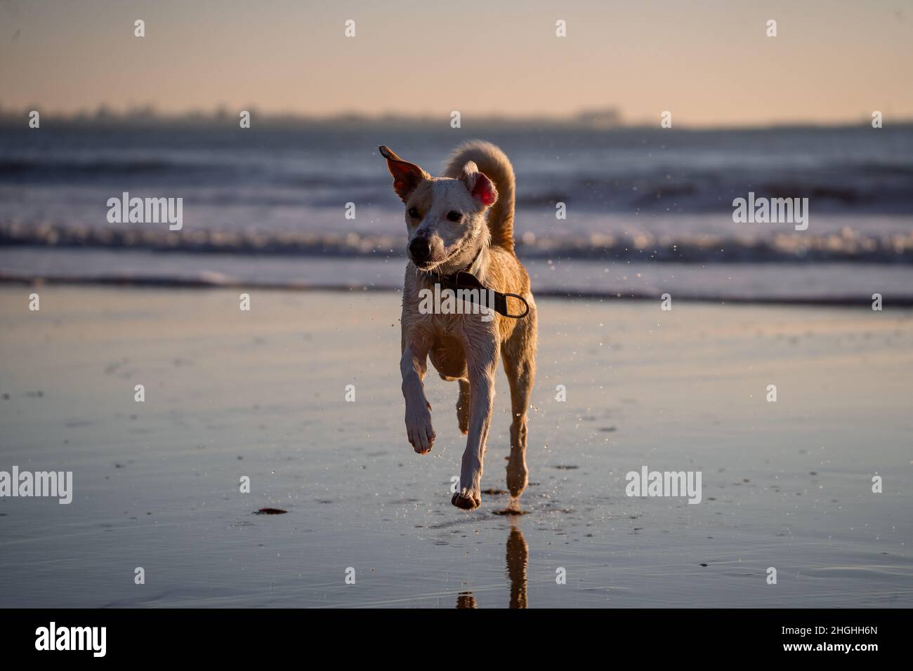 Femelle mixte chien courant sur la plage à Cadix au coucher du soleil Banque D'Images