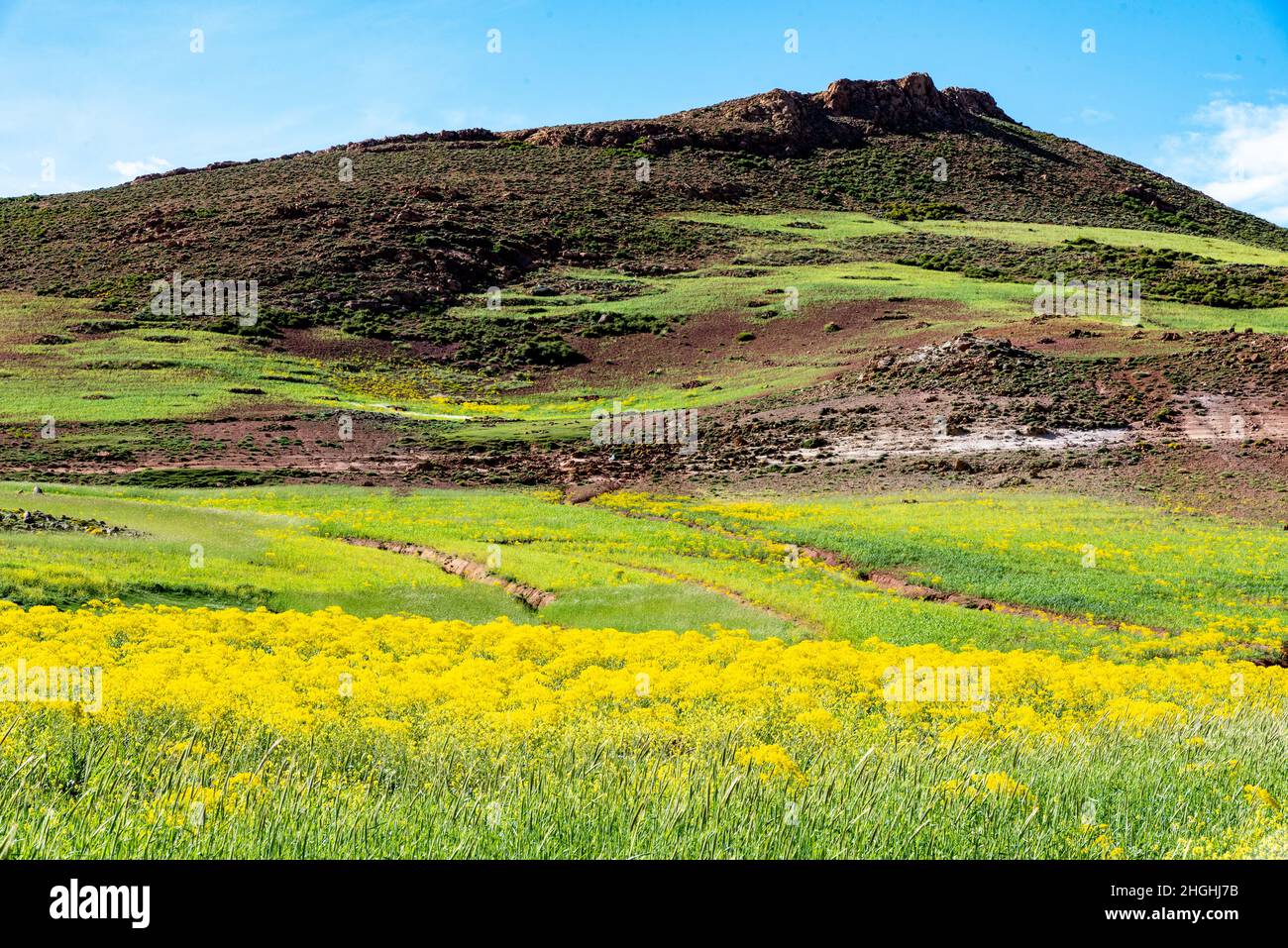 Les montagnes de l'Atlas au Maroc.Un pré couvert de fleurs au pied d'une colline Banque D'Images