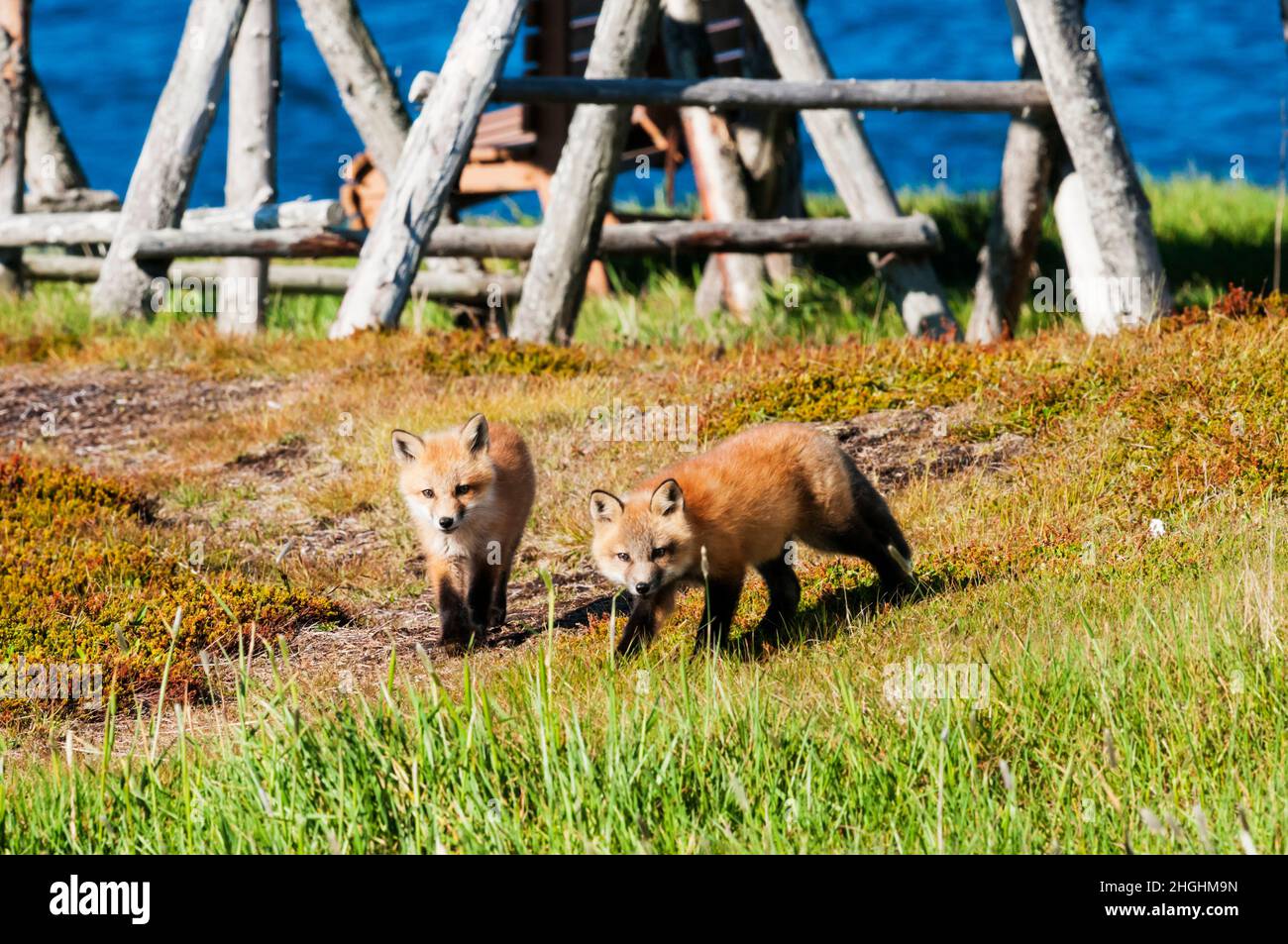 Une paire de petits renards roux sauvages, Vulpes vulpes, à Elliston, à Terre-Neuve. Banque D'Images