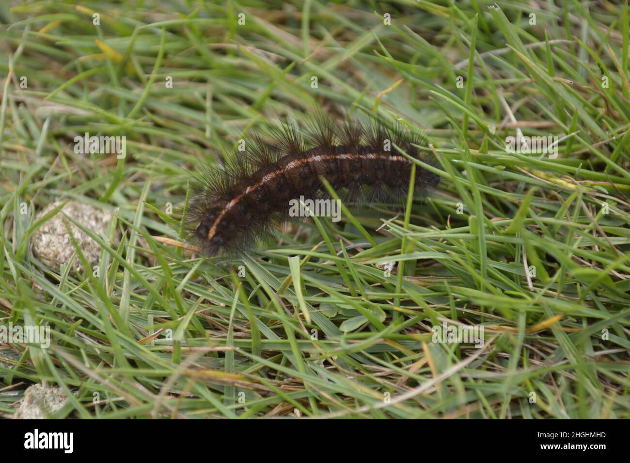Fox Moth Caterpillar Banque D'Images