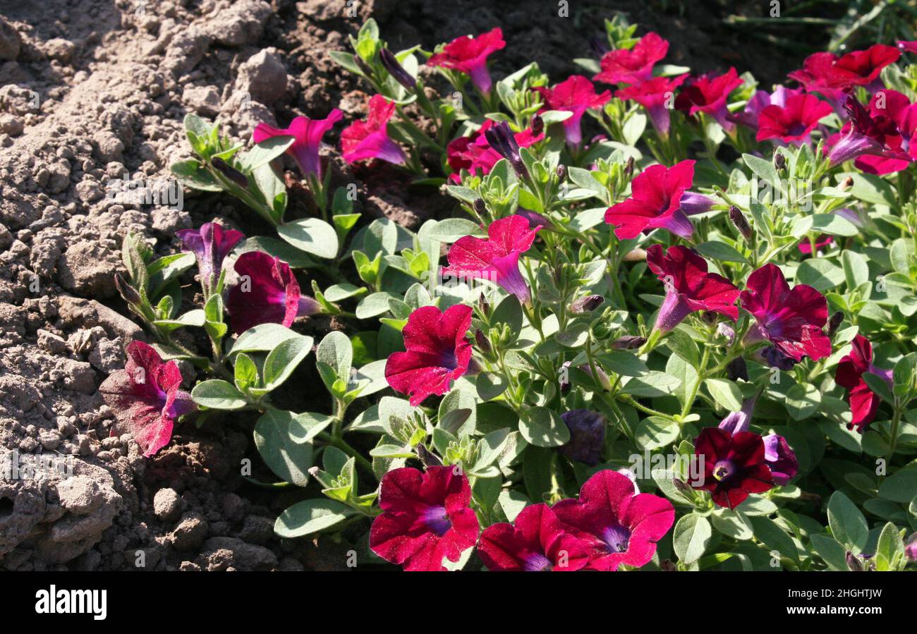 Fleurs de surfinie rouge hybride (Petunia atkinsiana) à abat-jour rose Banque D'Images