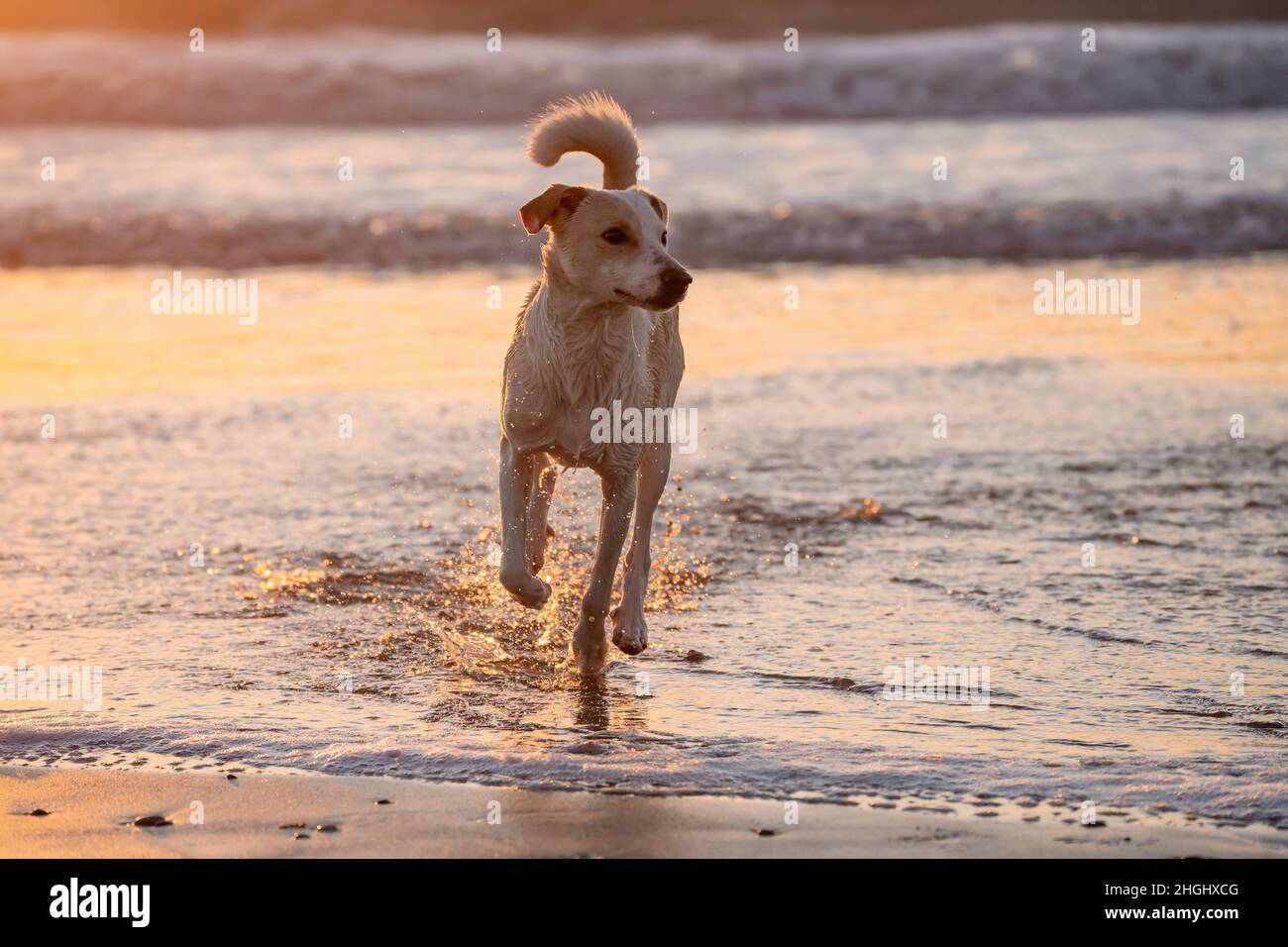 Femme chien mixte courant et barbotage à la plage de Cadix Banque D'Images