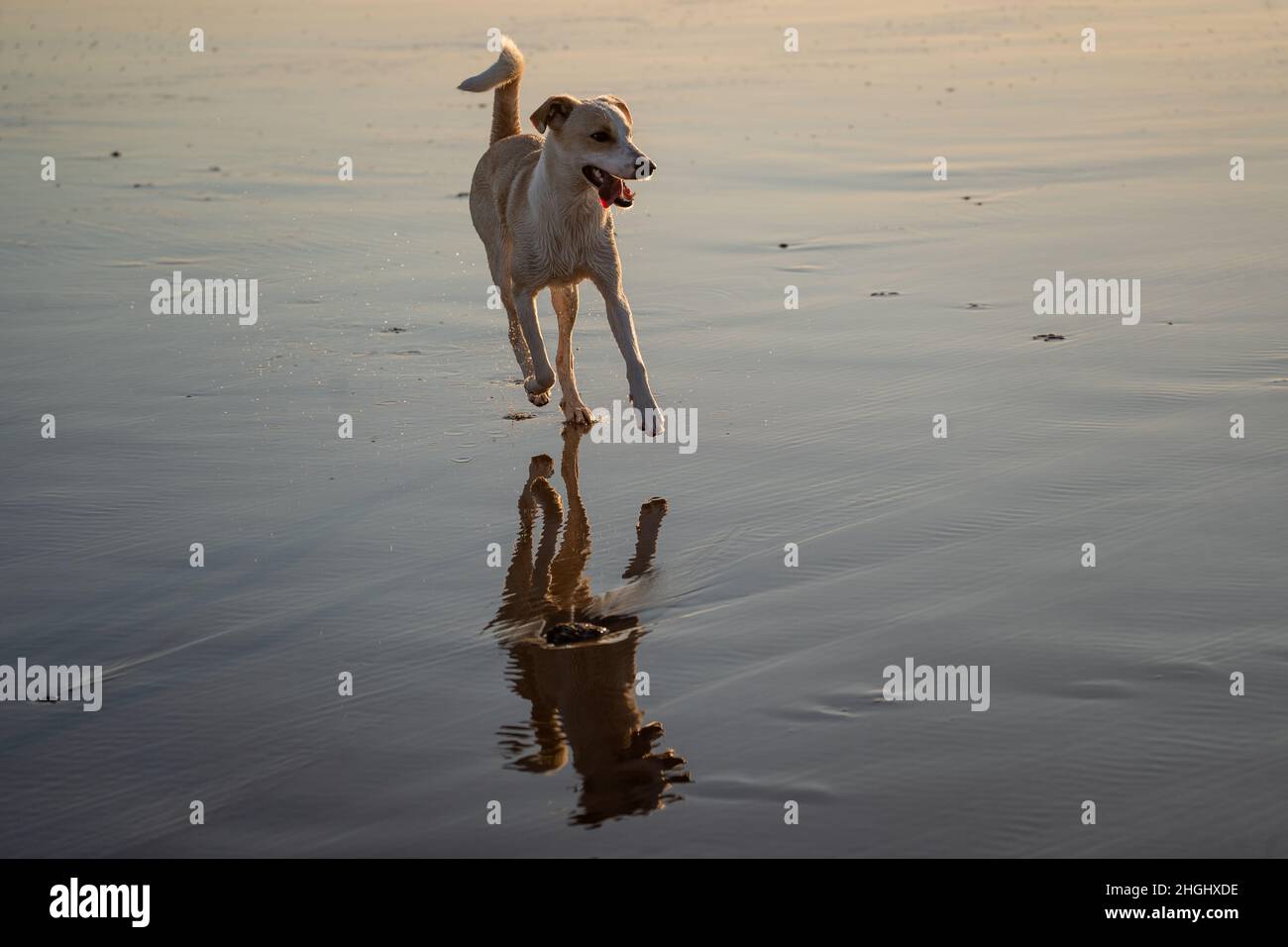 Femme mixte chien courant sur la plage à Cadix Banque D'Images