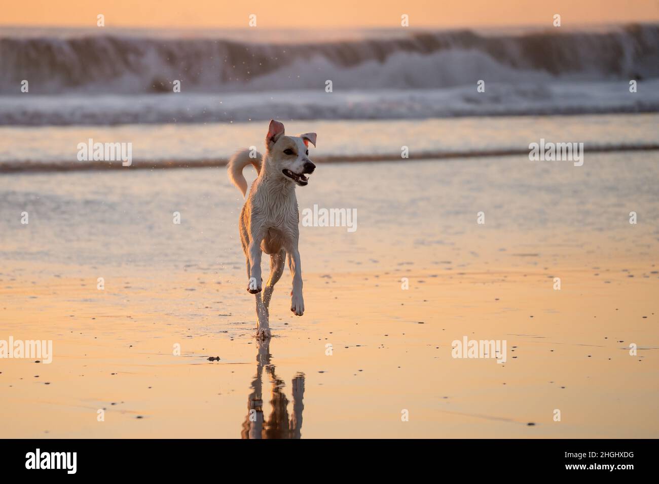 Femme mixte chien courant sur la plage à Cadix Banque D'Images