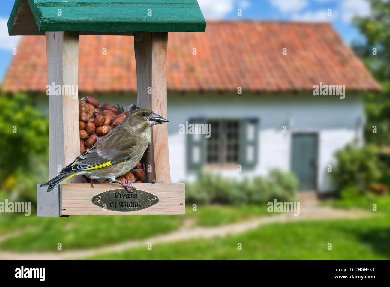 Greenfinch (Chloris chloris / Carduelis chloris) femelle mangeant des arachides et des graines provenant de mangeoire à oiseaux / de mangeoire à oiseaux dans le jardin de la maison dans la campagne Banque D'Images