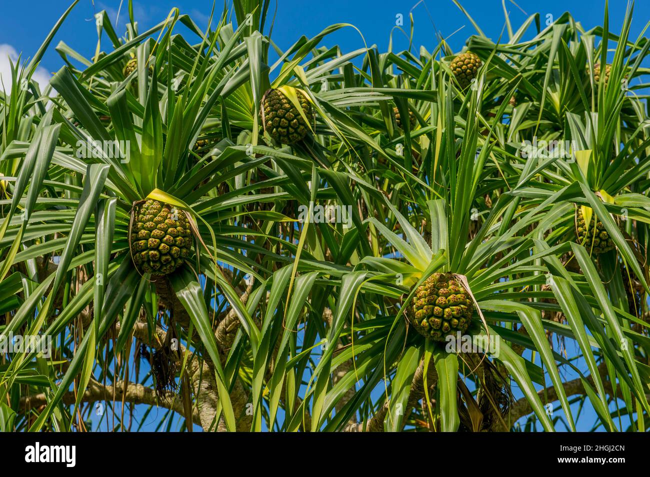 Gros plan d'un arbre Pandanus avec des fruits à la plage Hanalei à l'extrémité nord de l'île hawaïenne de Kauai, Hawaii, États-Unis. Banque D'Images