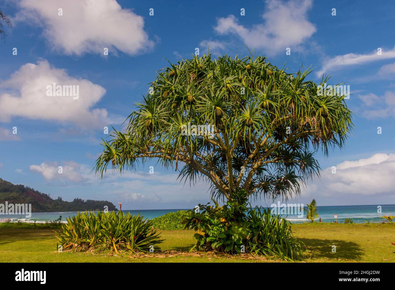 Un arbre de Pandanus avec des fruits à la plage Hanalei à l'extrémité nord de l'île hawaïenne de Kauai, Hawaii, Etats-Unis. Banque D'Images