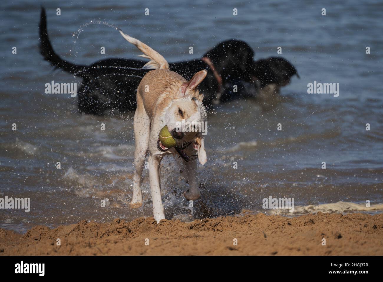 Chien jouant avec un ballon de tennis sur la plage Banque D'Images