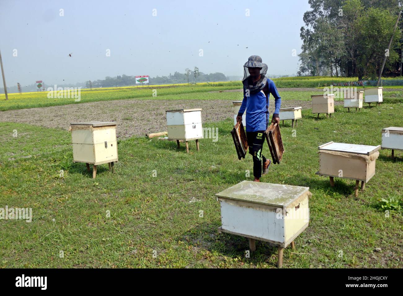 Apiculteurs lors de la collecte de nid d'abeille de la boîte spéciale pour extraire le miel produit par les abeilles dans un champ de Munshigonj.Selon le Banglad Banque D'Images