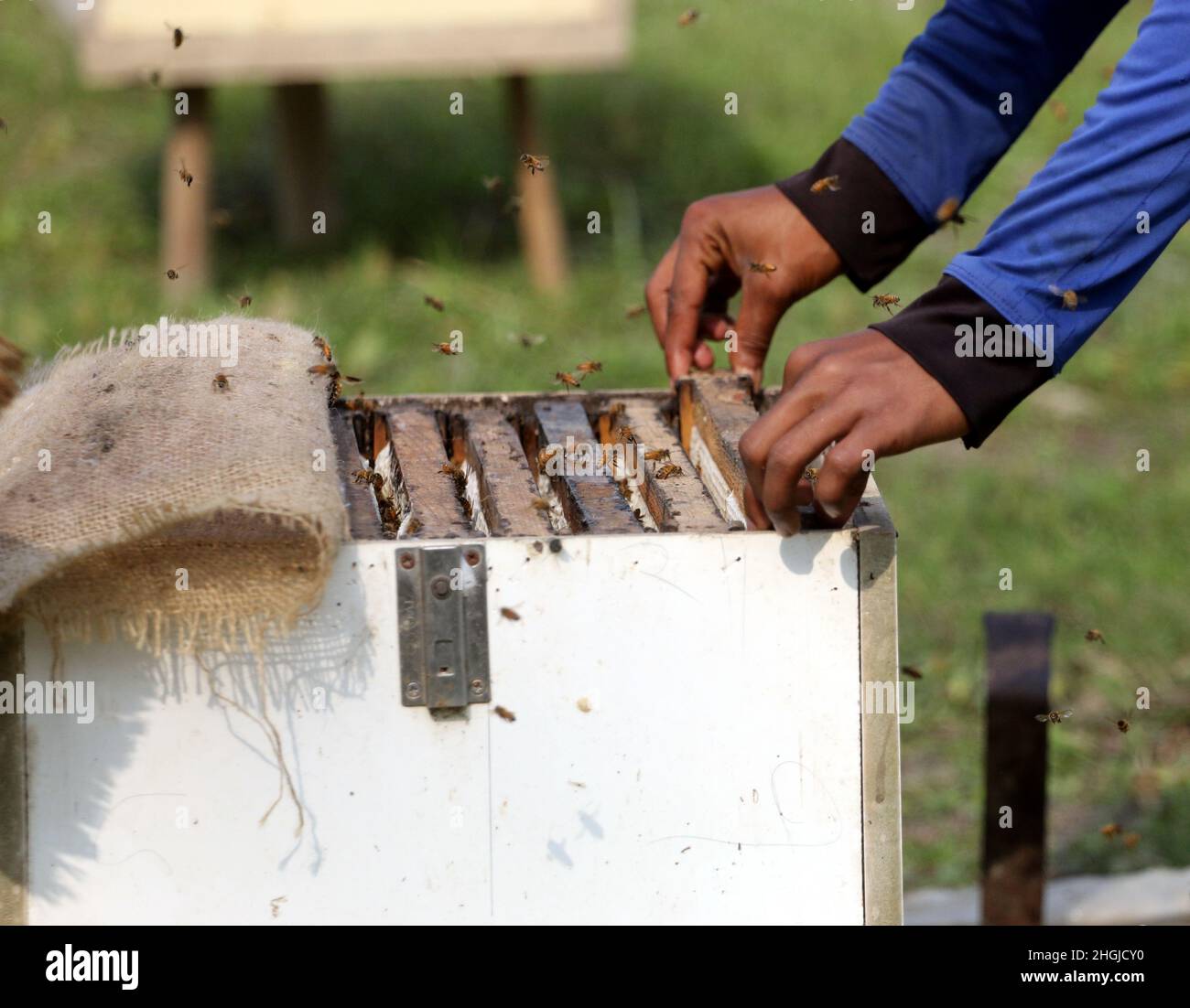 Apiculteurs lors de la collecte de nid d'abeille de la boîte spéciale pour extraire le miel produit par les abeilles dans un champ de Munshigonj.Selon le Banglad Banque D'Images
