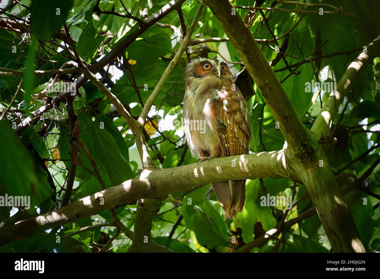 Hibou à crête (Lophostrix cristata), Parc national du Corcovado, péninsule d'Osa, Costa Rica, Amérique centrale Banque D'Images