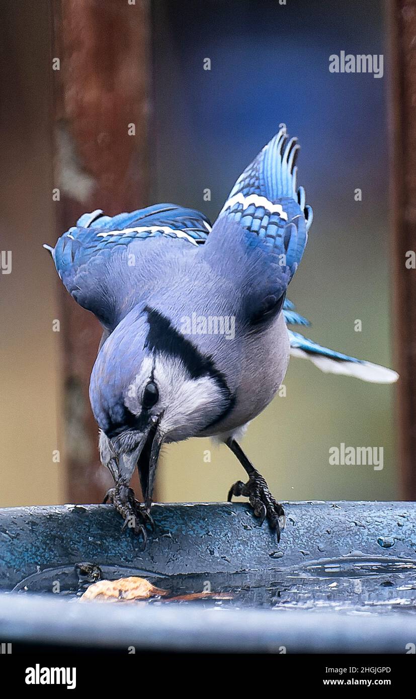 Bluejay recherche des arachides dans un bain d'oiseau gelé Banque D'Images