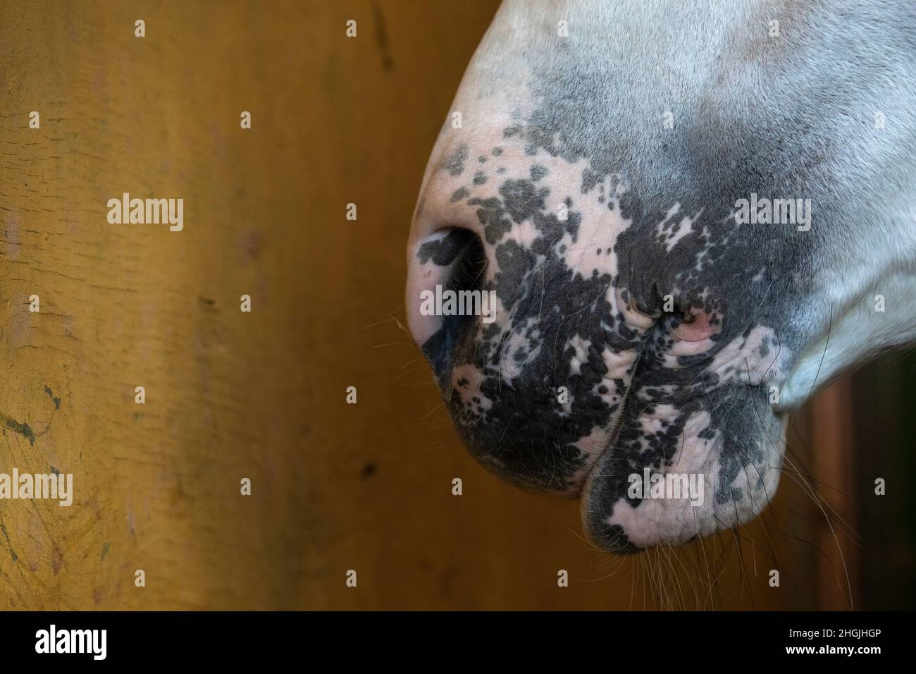 Détail du museau d'un étalon de cheval espagnol avec des taches de peau de rose à cause du vitiligo Banque D'Images