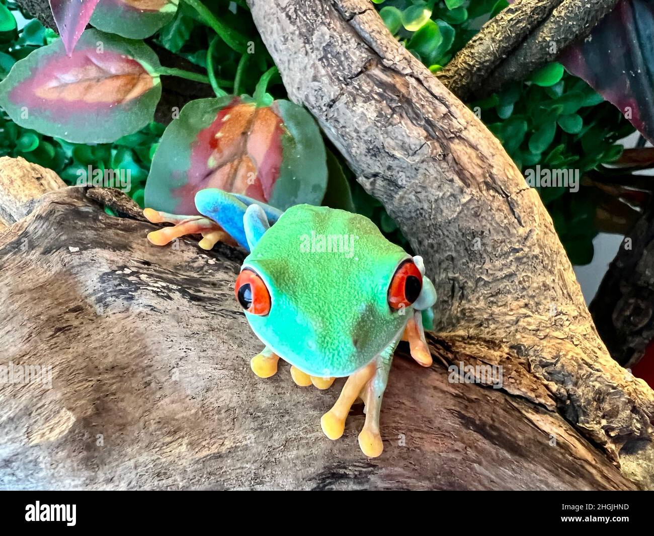 Red eyed Tree Frog Banque D'Images