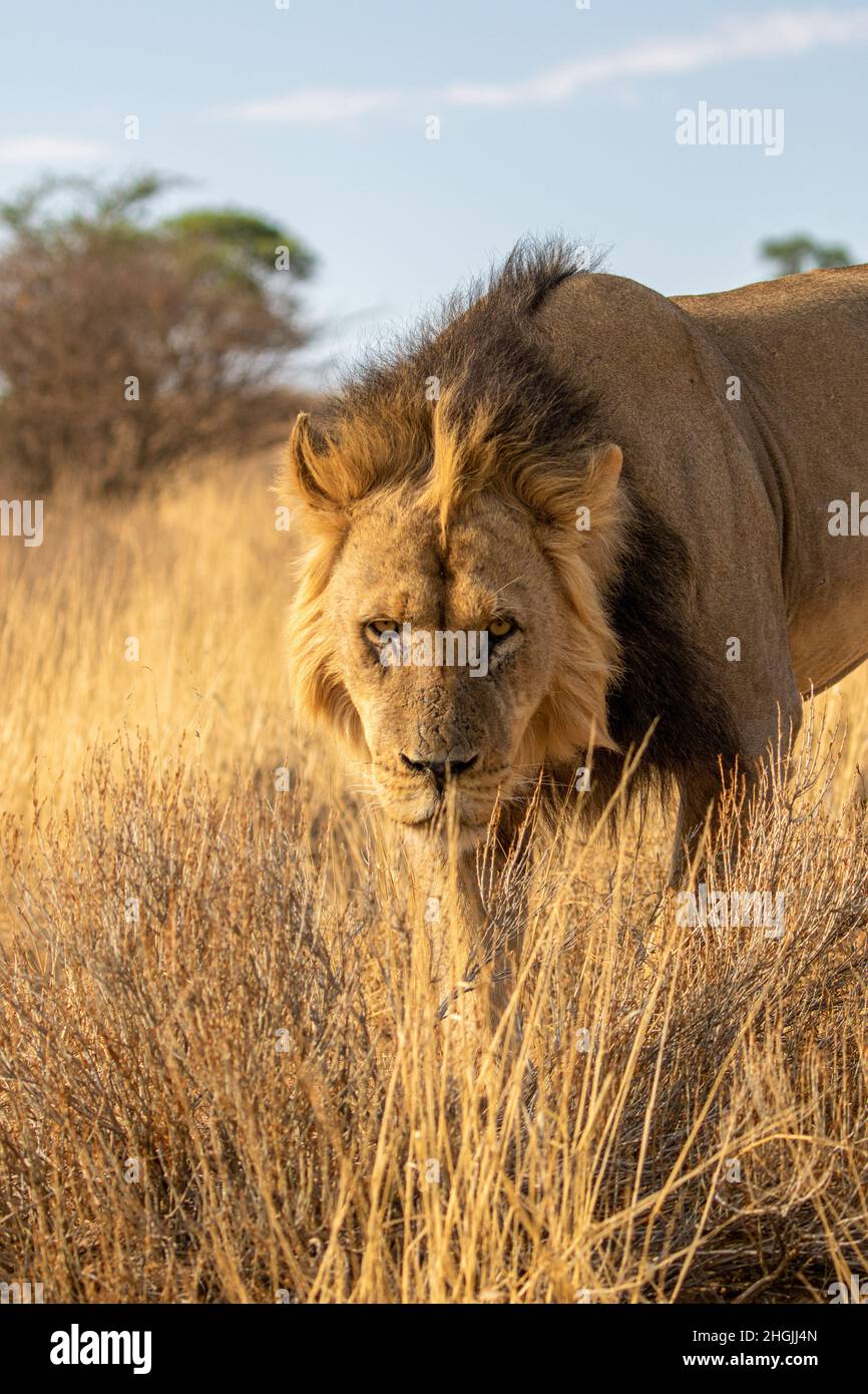 Lion à la manne noire dans le Kgalagadi Banque D'Images