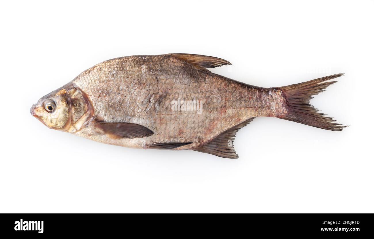 Dorade commune isolée sur fond blanc. Poissons d'eau douce Banque D'Images