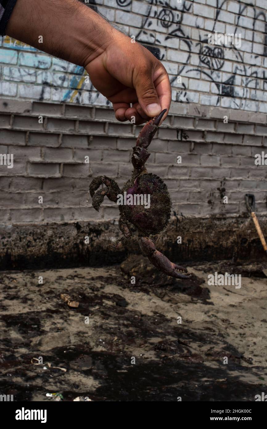 Ancon, Pérou.21st janvier 2022.Un homme montre un crabe mort après une marée noire à la raffinerie de la Pampla, propriété du groupe espagnol Repsol.Le week-end dernier, environ 6000 barils (159 litres chacun) de pétrole ont été déversés lors du déchargement d'un pétrolier.Les vagues élevées qui ont suivi l'éruption du volcan Hunta-Tonga-Hunta-Ha'apai sur les Tonga ont causé l'accident, a déclaré Respol.La marine péruvienne a lancé une enquête.Credit: Jaime Jiménez Palomino/dpa/Alamy Live News Banque D'Images