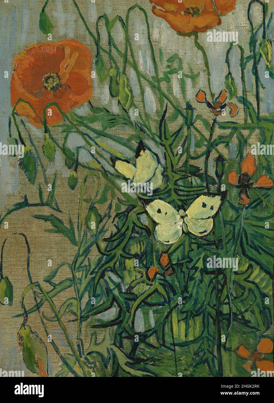 Papillons et coquelicots - 1889 - huile sur toile 35 x 25,5 cm - Van Gogh Vincent Banque D'Images