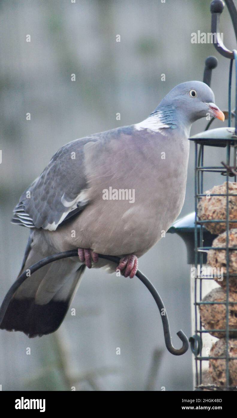 Un oiseau de pigeon en bois (Columba palumbus) assis à un poste d'alimentation dans un jardin. Banque D'Images