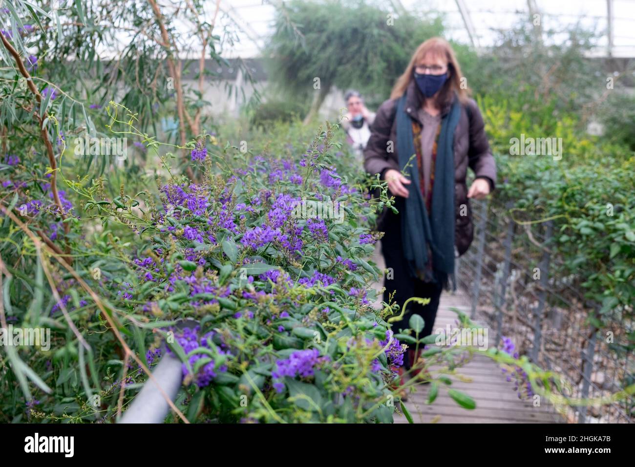 Femme visiteur personnes portant un masque covid visite du jardin botanique national du pays de Galles en janvier à pied par des fleurs violettes en hiver UK KATHY DEWITT Banque D'Images
