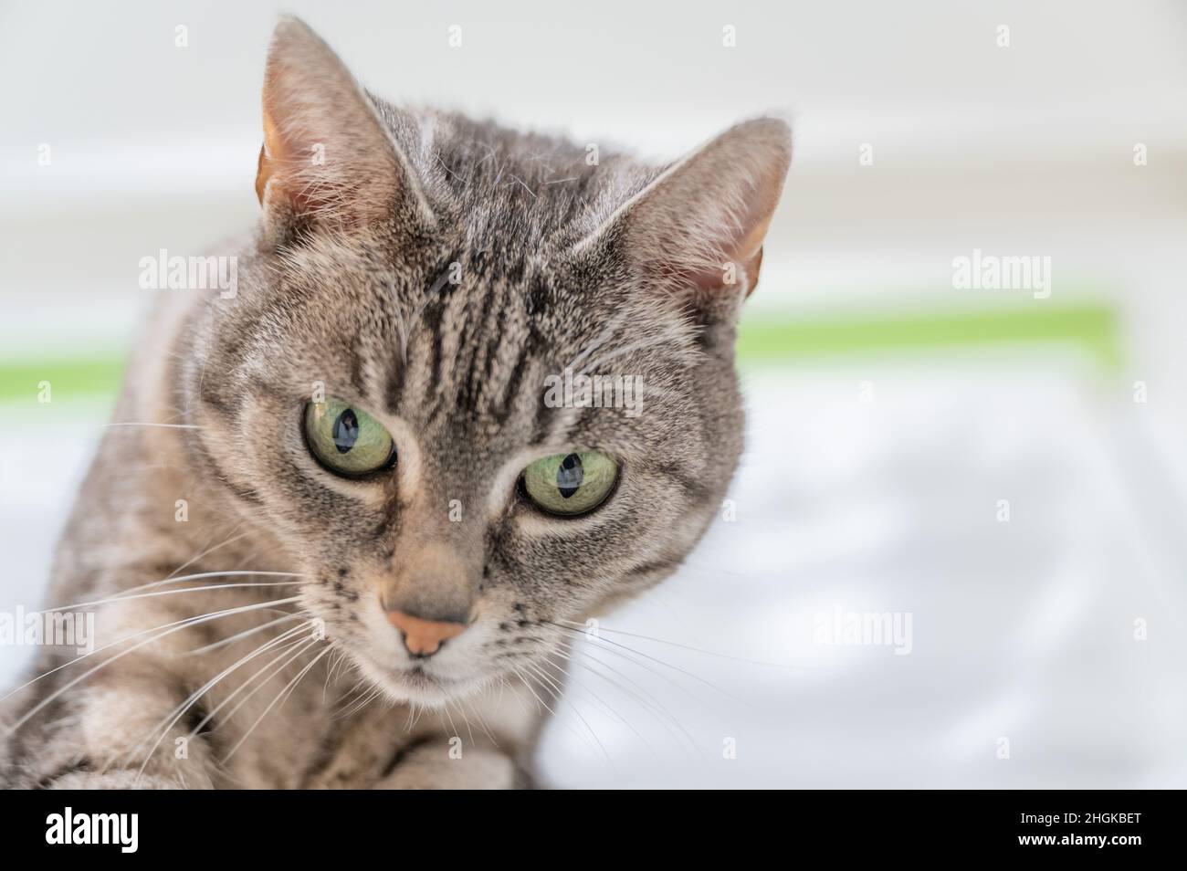 Portrait de chat domestique européen gris avec des rayures noires et des yeux verts Banque D'Images