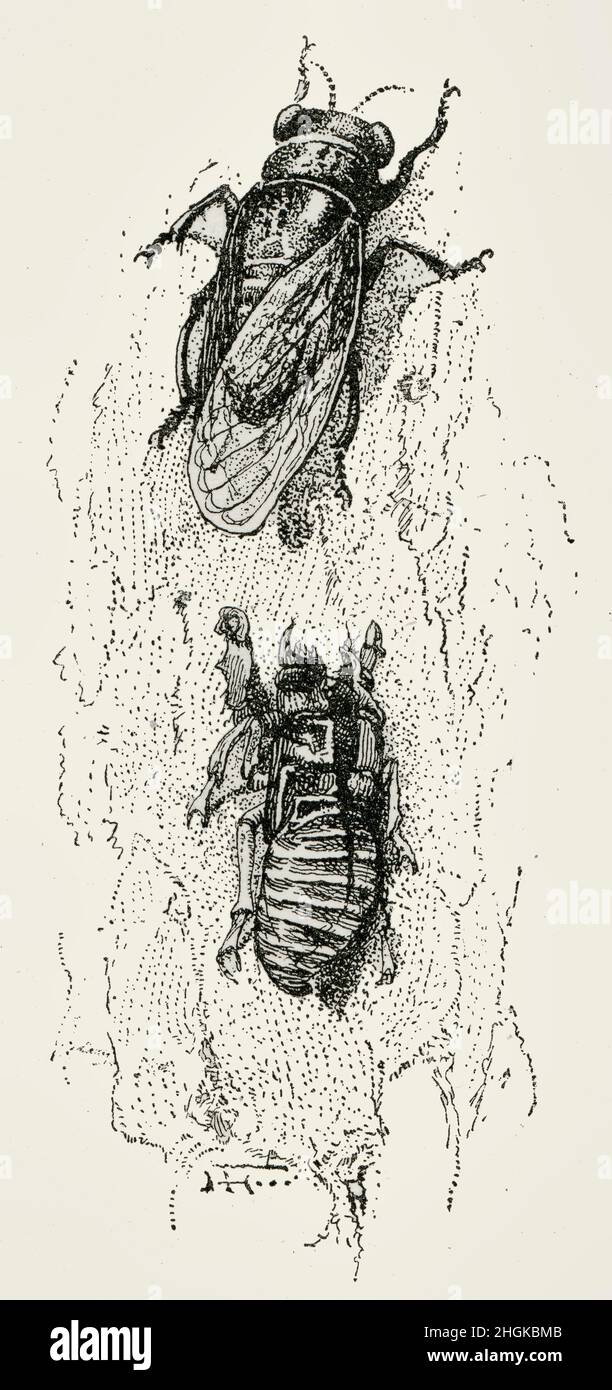 Le dix-sept ans Cicada et son cas de Pupa Banque D'Images