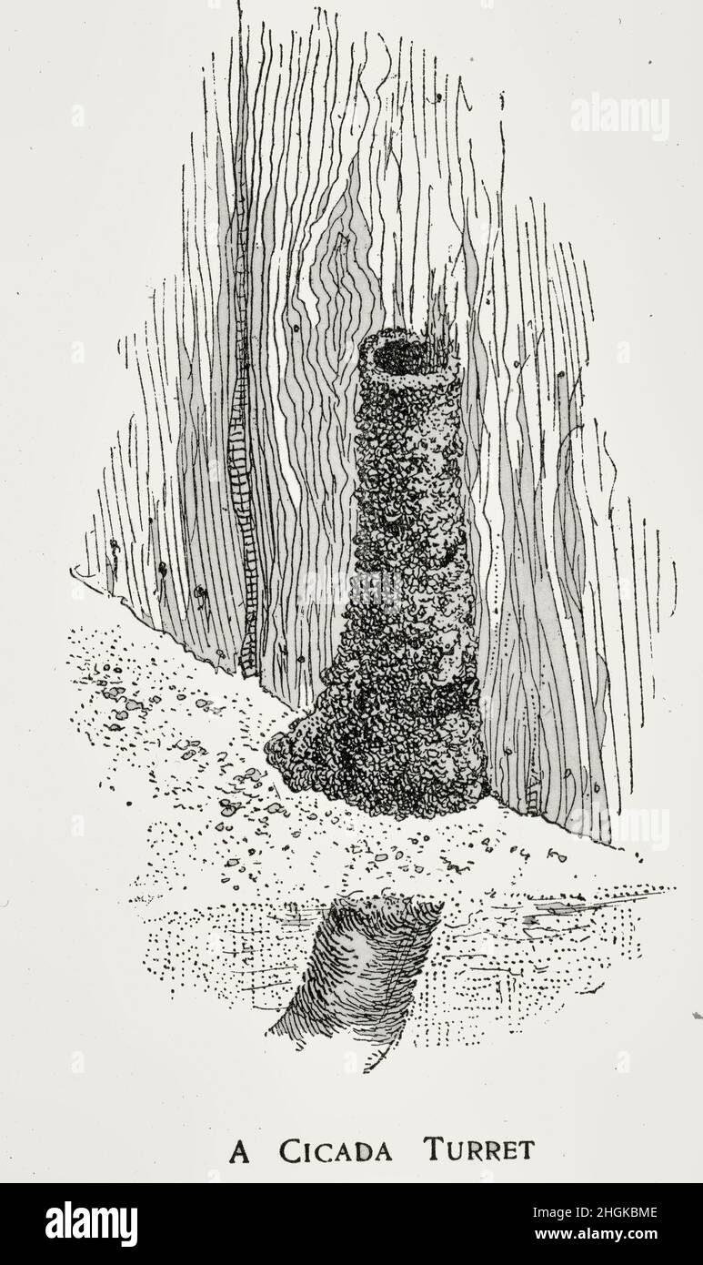 Une Cicada Turret construite contre une clôture de planche, à la base de laquelle s'ouvre la terrier Banque D'Images